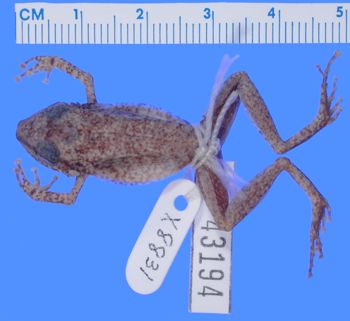 Media type: image; Herpetology A-43194